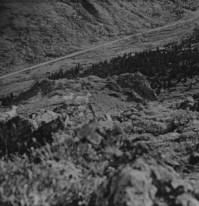 Mountain goats in Denli Park taken with an old plastic lens Kodak 